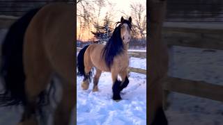 The Most Beautiful Horse Running in the Snow ❄️🐴 [upl. by Solegnave300]