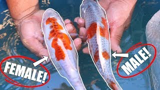 Unleash the Secret How to Tell Male or Female Koi [upl. by Diehl]