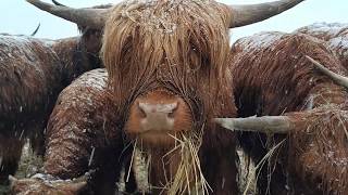 Opłacalność hodowli Highland Cattle [upl. by Eanyl]