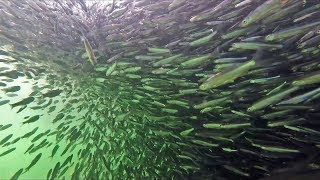 Huge School of Fish and Bait Ball Underwater in Lake Simcoe [upl. by Dareece]