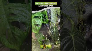 Tropical Exo Terra Rainforest Terrarium [upl. by Noleta]