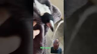 Magpie asks couple for help thedodo animals pets dog [upl. by Krasner254]