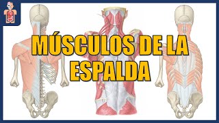 ANATOMÍA  MÚSCULOS DE LA ESPALDA [upl. by Inele]