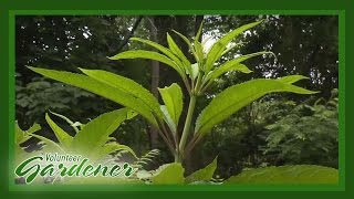 Medicinal Herbs Lisas Greenhouse amp Gardens  Volunteer Gardener [upl. by Alix]