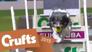 Flyball Team Semi Finals  Crufts 2015 [upl. by Tiffany]