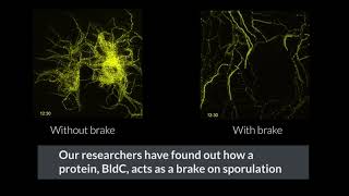 Timelapse microscopy helps reveal brake mechanism in bacterial lifecycle [upl. by Aicirtap]