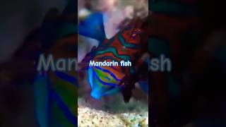 Mandarin fish nature beautiful shorts [upl. by Motch]