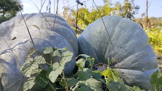 La récolte des courges musquées [upl. by Oribelle]