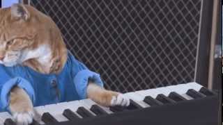 Keyboard Cat the Studio Musician Revealed [upl. by Porte]