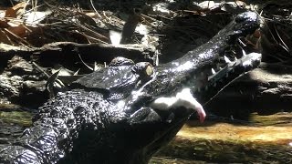 Crocodile Eats Rat FYV [upl. by Billy]