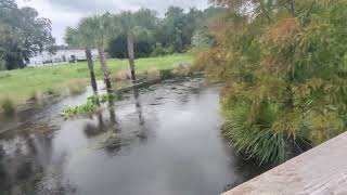 Black Bellied Whistling Duck Flies to Flock amp Great Egret Hurricane Milton Flooded Solary Park [upl. by Maighdlin963]