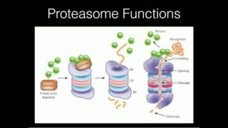 Proteasome Function [upl. by Elbring]