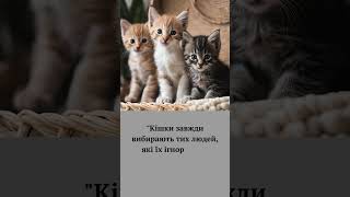 Cats always choose those who ignore them cat person цікаве quotes aphorisms [upl. by Domonic]