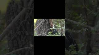 Woody Woodpecker  lol birdwatching [upl. by Garlinda]