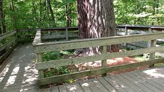 THE BIGGEST White Pine Tree in Minnesota Itasca State Park [upl. by Supen]