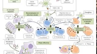 TSSchémaBilan la réponse immunitaire adaptative [upl. by Htaeh274]