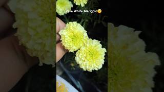 🤍💛Uncommon elegance the rare white marigold 🌸 rare whitemarigold flowers garden marigold diy [upl. by Raffaello]