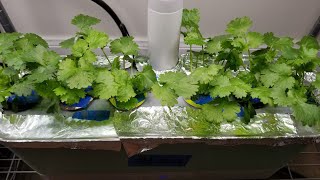 Grow Cilantro in Aerogarden Harvest Hydroponics System [upl. by Lesig]