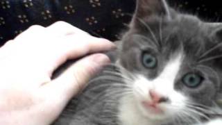 Kitten Meowing  Very Adorable [upl. by Esinel]