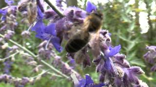 Abeille butinant des fleurs de Perovskia atriplicifolia [upl. by Haile]