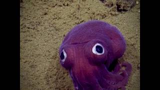 This Stubby Squid Knows How Cute It Is  Azula [upl. by Vacla]