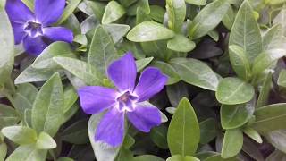 Fleurs de petite pervenche vinca minor [upl. by Gorrian]