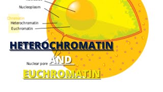 heterochromatin and euchromatin [upl. by Licna]