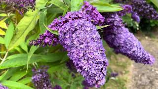 Buddleia davidii Empire Blue Butterfly Bush [upl. by Allebram]