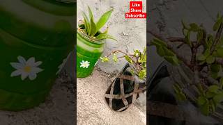 Lucky plant 🌱  Pot Painting  Mini planter youtubeartvideo shortvideos viralvideo [upl. by Darsey]