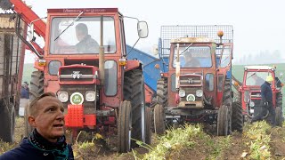 Veteran Roedag 2024  Mange fine Massey Ferguson traktorer i marken for at tage roer op [upl. by Hannus]