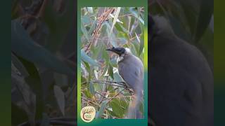 Unusual Beaked Beauty Closeup of Noisy Friarbird  Dharug Country [upl. by Franza414]