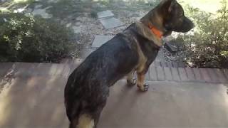 Our male gsd with hip dysplasia what we notice the most [upl. by Mackler]