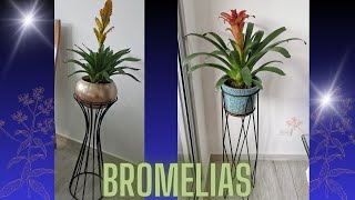 Bromelias  Cambio Hermoso [upl. by Shum264]