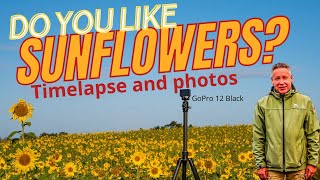 Do you like SUNFLOWERS  A timelapse and photos [upl. by Saree]