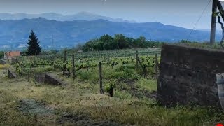 ITALY  SICILY  TAORMINA CASTELMOLA AND WINERY ON SLOPES OF ETNA [upl. by Block]