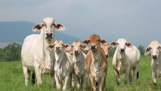 Ganadería Comercial Para la Producción de Carne  TvAgro por Juan Gonzalo Angel [upl. by Sissel]