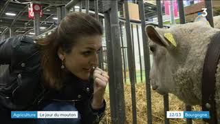 Salon de lagriculture  le concours des moutons charolais [upl. by Agni]