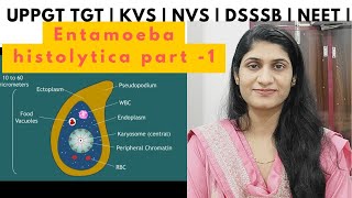 Entamoeba histolytica  Protozoa  Animal kingdom  UPPGT TGT biology  DSSSB  KVS  NVS  NEET [upl. by Amerd]