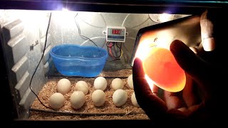 Candling Eggs DAY 4 Chicken Egg Candling Day 121 [upl. by Vito325]