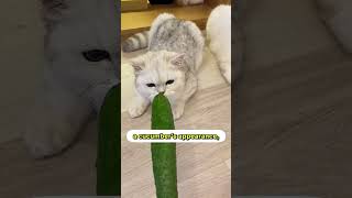 Cats Vs Cucumbers 🥒😸 [upl. by Ailekat968]