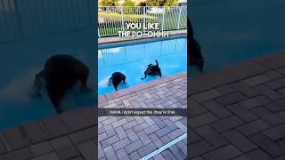 These dogs dont know what water is 😂 [upl. by Isaac]