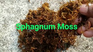 Moss grass sphagnum moss की विशेषताएं और अलंकृत बागवानी में इसके प्रयोग पर वैज्ञानिक जानकारी [upl. by Mehsah]