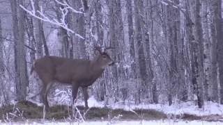 Saskatchewan Rifle Hunt 2016 [upl. by Pettiford465]