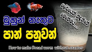 මුහුන් නැතුව පාන් පනුවන් හදන ක්‍රමය  How to make Microworm culture without starter  Bread worms [upl. by Janene615]