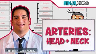 Circulatory System  Arteries of the Head amp Neck  Flow Chart [upl. by Naol]