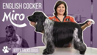 Show grooming Miro the English Cocker  Kitty Talks Dogs  TRANSGROOM [upl. by Eitsim]