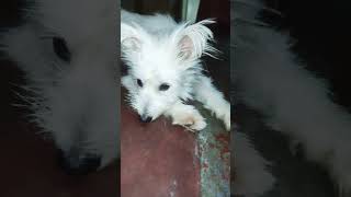 Arisi mootaiyaa nondi potaval ytviral petowner puppy dogowner pets trendingshorts petengager [upl. by Nylsaj437]