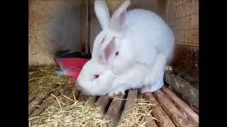 Kelinci Kawin Sampai Kejang2  Rabbit Mating Compilations [upl. by Ahterod]