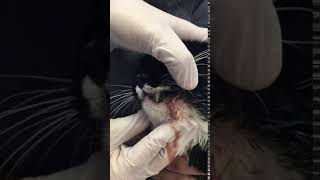 Severe Tooth Abscess in a Feline [upl. by Loats]