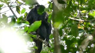 Bugiopreto Alouatta caraya vocalizando [upl. by Aidiruy]